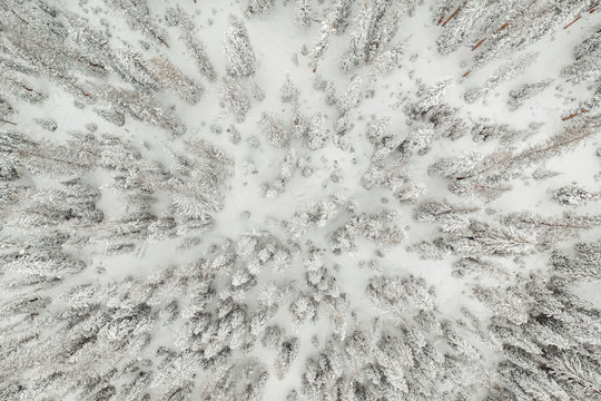 Aerial Drone Snow Trees