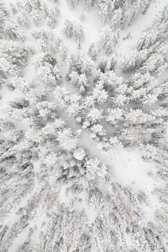 Aerial shot of snowy trees
