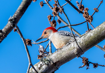 Red bellied woodpecker