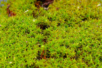 Green moss on black stone.