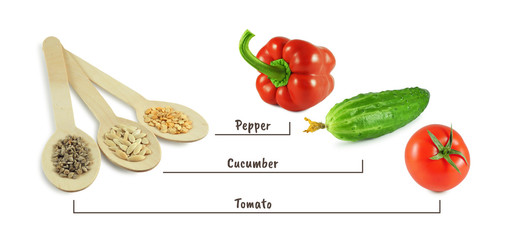 Seeds of pepper, cucumber and tomato in wooden spoons next to fresh vegetables isolated on white background. Organic food growing, gardening.
