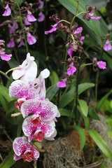 Orchid, flower, triple, Phalaenopsis, color, blooming, double stem, purple, white, pink, artificial, decorative, yellow, arrangement, butterfly, hanging flower, violet