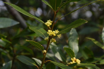 Bay laurel (Laurus nobilis) flowers / Laureaceae evergreen tree.