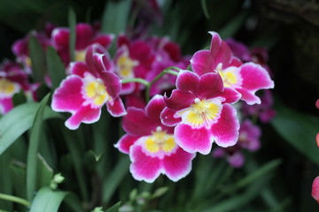 Orchid, flower, triple, Phalaenopsis, color, blooming, double stem, purple, white, pink, artificial, decorative, yellow, arrangement, butterfly, hanging flower, violet