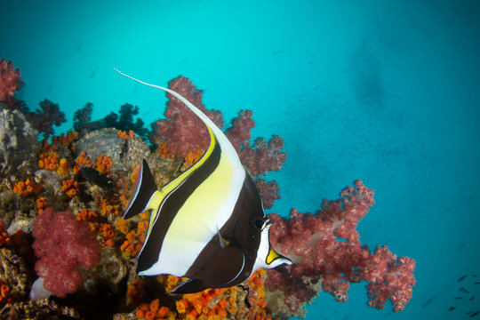 Tropical fish on coral reef. Moorish Idol