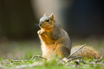 Fox Squirrel Sciurus Niger