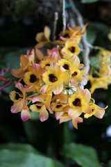 Orchid, flower, triple, Phalaenopsis, color, blooming, double stem, purple, white, pink, artificial, decorative, yellow, arrangement, butterfly, hanging flower, violet