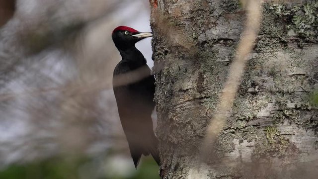 ドリミングするクマゲラ