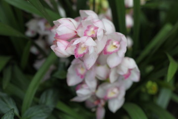 Fototapeta premium Orchid, flower, triple, Phalaenopsis, color, blooming, double stem, purple, white, pink, artificial, decorative, yellow, arrangement, butterfly, hanging flower, violet