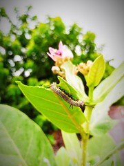 Caterpillar on a leaf