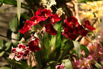 Orchid, flower, triple, Phalaenopsis, color, blooming, double stem, purple, white, pink, artificial, decorative, yellow, arrangement, butterfly, hanging flower, violet