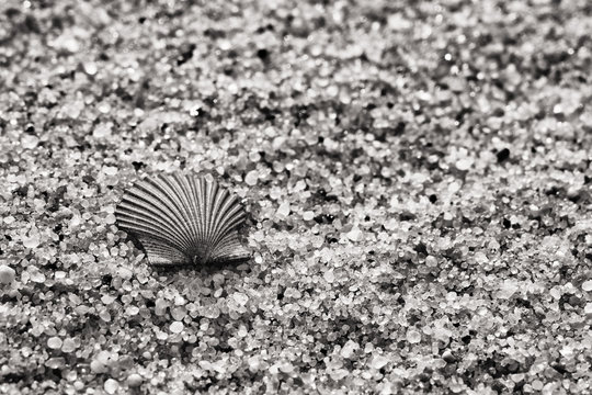 TIny Bay Scallop Shell Washed Up On A New Jersey Beach