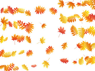 Oak, maple, wild ash rowan leaves vector, autumn foliage on white background.
