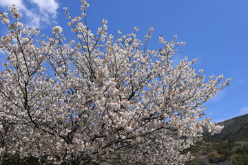 箱根の桜