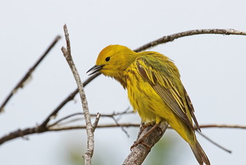 Yellow Warbler