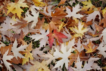 autumn colour