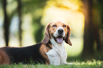 Beagle modelo