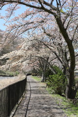 Fototapeta premium 箱根の桜