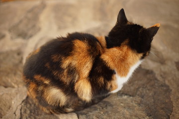 Tricolor cat rest on the stone floor, side back view