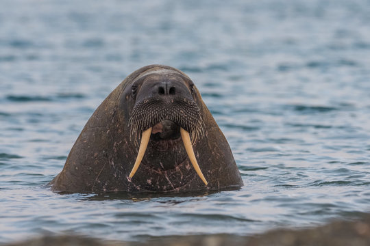 The walrus, Odobenus rosmarus, large flippered marine mammals in blue water, Svalbard, Norway. Sea animal with tusk in the water surface.