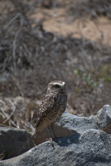 The burrowing owl (Athene cunicularia)