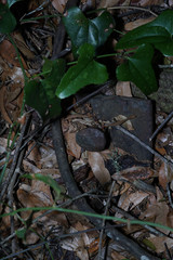 railroad track remains