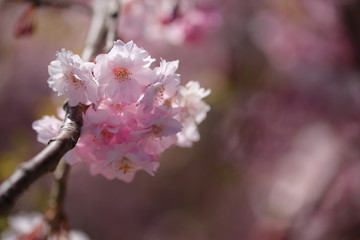 箱根の桜