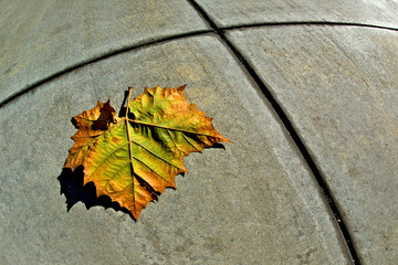 Fisheye view of Sycamore leaf and sidewalk contraction joint 