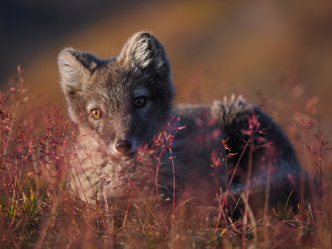 Wild Arctic fox in nature between autumn colours.