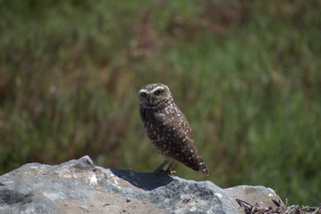 The burrowing owl (Athene cunicularia)