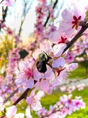 bee on pink blossom