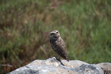 The burrowing owl (Athene cunicularia)
