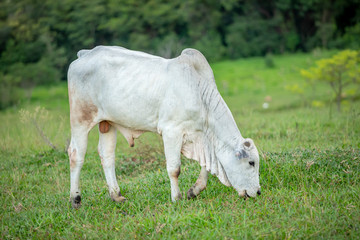 Obraz premium Gado no pasto