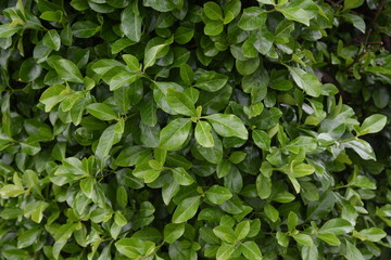 Fototapeta na wymiar Japanese spindle tree (Euonymus japonica) / Celastraceae evergreen shrub.