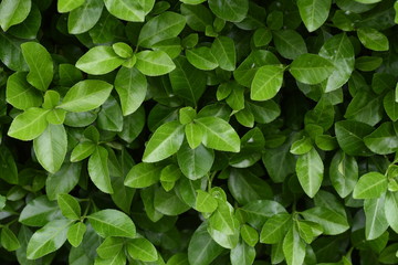 Naklejka na ściany i meble Japanese spindle tree (Euonymus japonica) / Celastraceae evergreen shrub.