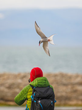 Arctic Tern (Sterna paradisea) Diving Over a Wildlife Photographer in Red Hat on a Rocky Shore in Svalbard, Norway