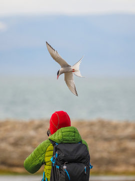 Arctic Tern (Sterna paradisaea) diving to attack a photographer defending its nesting colony in the tundra, Svalbard