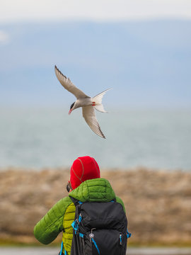 An Arctic Tern (Sterna paradisea) diving over a wildlife photographer wearing a red hat and green jacket on a rocky shore in Svalbard, Norway.