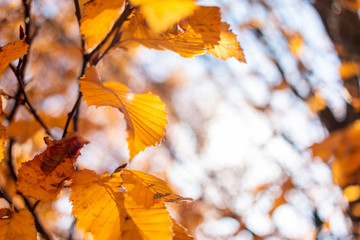 Fototapeta na wymiar Autumn leaves