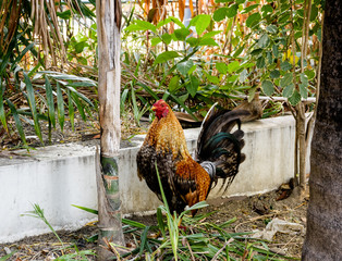 Filipino fighting cock rooster. 