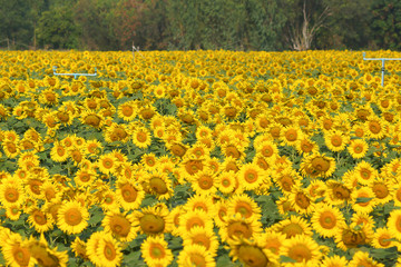 Obraz premium Beautiful Sunflower field in sunny day
