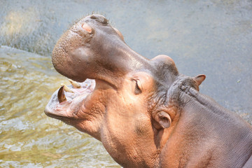 Closeup shot of hippopotamus opens its mouth