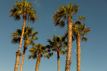 Obraz premium palm trees against blue sky