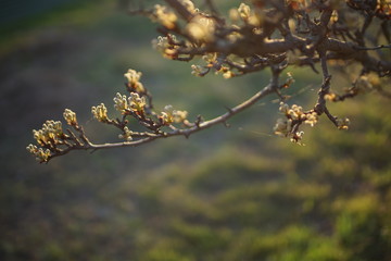 Flowering pear tree branch in spring garden.