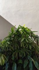 Obraz premium fresh herbs in a pot