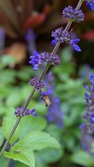 lavender flowers in the garden