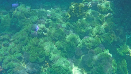 Naklejka na ściany i meble Green seaweed and sea anemones in deep sea