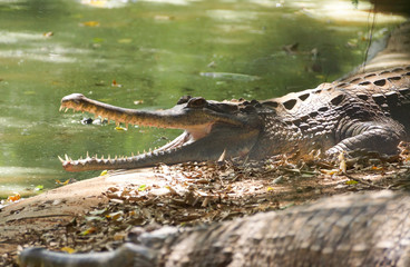Gavial lying in the sun near the water