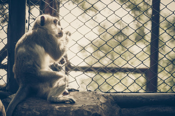 Monkey staying in the cage, looking out