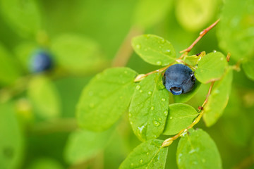 Blueberry
